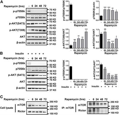 Combination Therapy With Rapamycin and Low Dose Imatinib in Pulmonary Hypertension